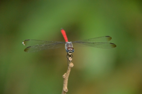 2015.10.18 Petai Ruixiang - dragonfly (unidentified)